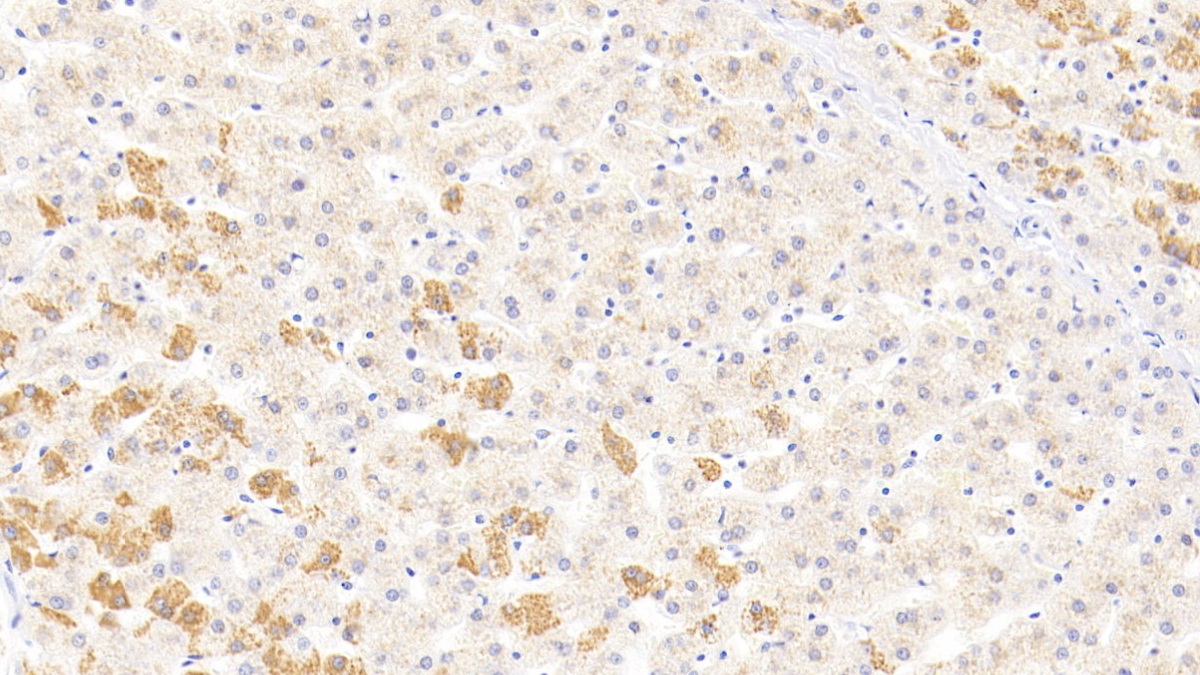 Beta-Site APP Cleaving Enzyme 1 (bACE1) Human Monoclonal Antibody