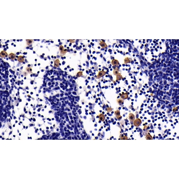 Complement Receptor 2 (CD21) Human Monoclonal Antibody