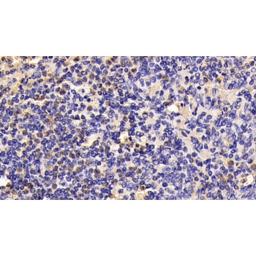 Toll Like Receptor 4 (TLR4) Capra hircus; Caprine (Goat) Monoclonal Antibody