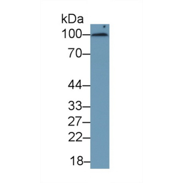 Cluster Of Differentiation 276 (CD276) Human Monoclonal Antibody