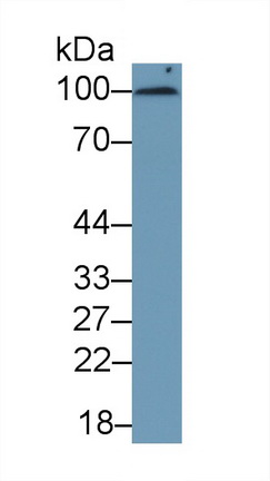 Cluster Of Differentiation 276 (CD276) Human Monoclonal Antibody
