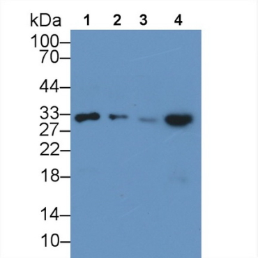 Inducible T-Cell Co Stimulator Ligand (ICOSLG) Human Monoclonal Antibody