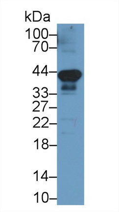 Programmed Cell Death Protein 1 Ligand 1 (PDL1) Rat Monoclonal Antibody