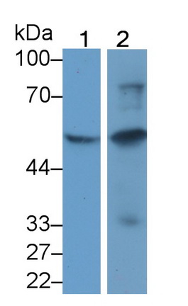 Programmed Cell Death Protein 1 Ligand 1 (PDL1) Rat Monoclonal Antibody