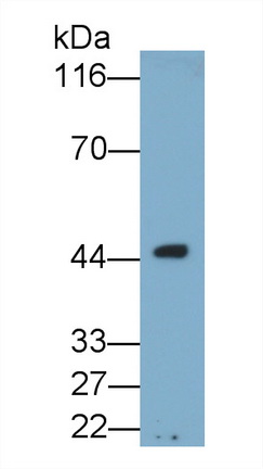 Osteonectin (ON) Rat Monoclonal Antibody
