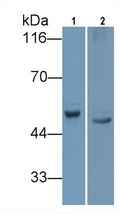 Angiotensinogen (AGT) Rat Monoclonal Antibody