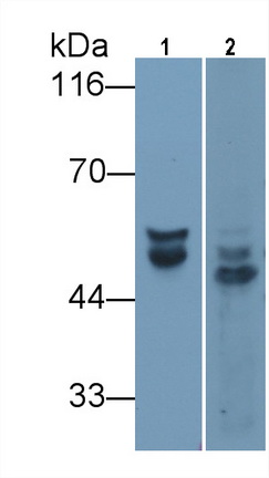 Angiotensinogen (AGT) Rat Monoclonal Antibody