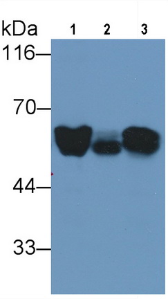 Angiotensinogen (AGT) Rat Monoclonal Antibody