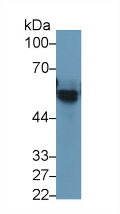 Angiotensinogen (AGT) Rat Monoclonal Antibody
