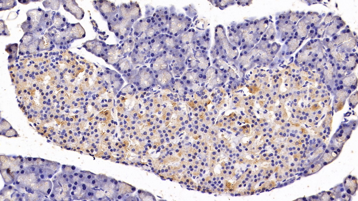 Cholecystokinin (CCK) Rat Monoclonal Antibody
