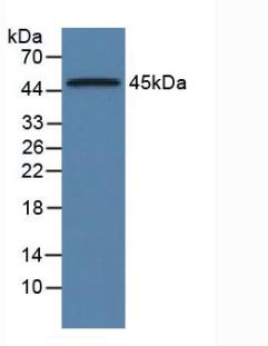 Alpha-1-Acid Glycoprotein (a1AGP) Rat Monoclonal Antibody