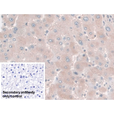 Haptoglobin (Hpt) Human Monoclonal Antibody