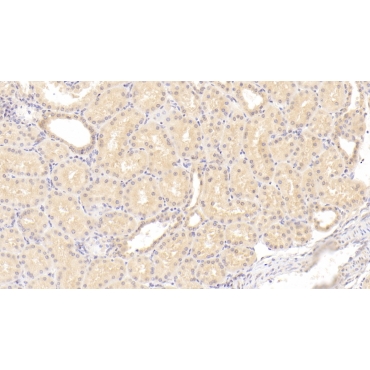 Coagulation Factor II (F2) Human Monoclonal Antibody