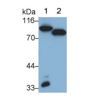 Coagulation Factor II (F2) Human Monoclonal Antibody