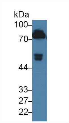 Coagulation Factor II (F2) Rat Monoclonal Antibody