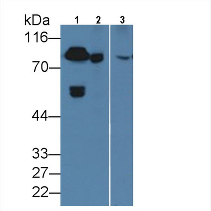 Coagulation Factor II (F2) Rat Monoclonal Antibody