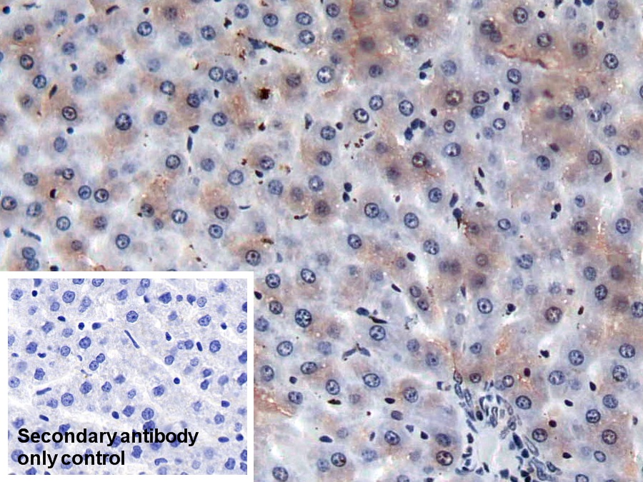 Coagulation Factor II (F2) Rat Monoclonal Antibody