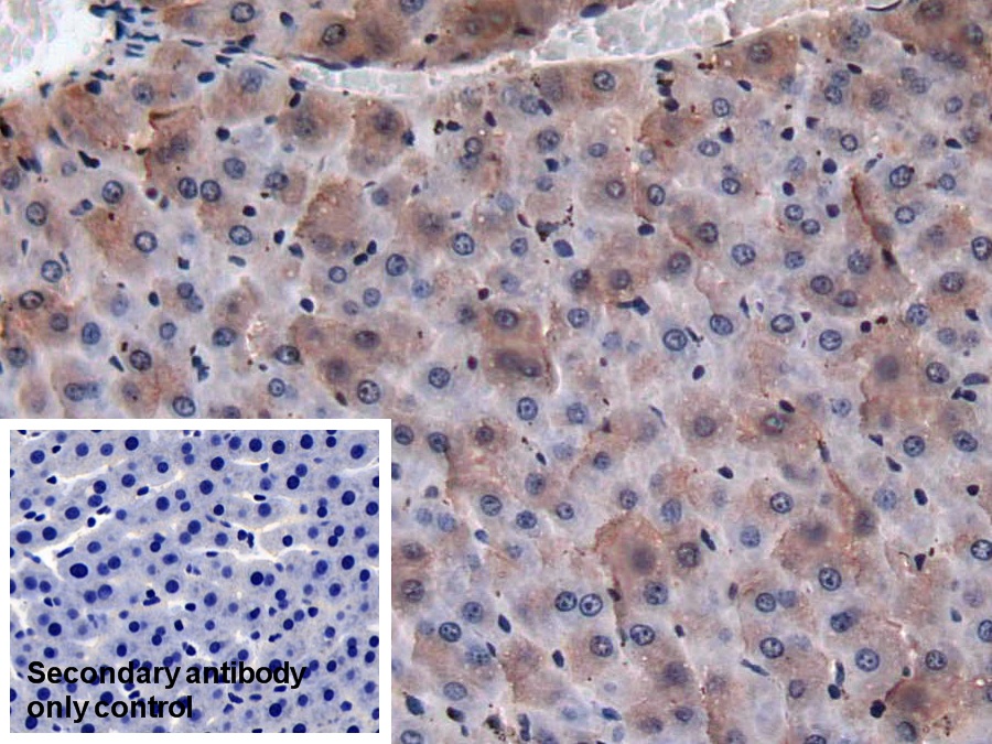 Coagulation Factor II (F2) Rat Monoclonal Antibody