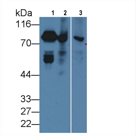 Coagulation Factor II (F2) Rat Monoclonal Antibody