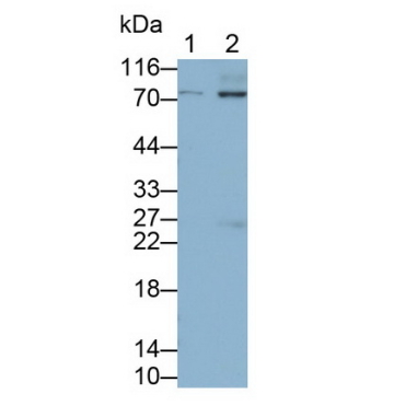 Cluster Of Differentiation 86 (CD86) Human Monoclonal Antibody