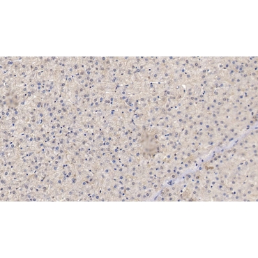 Von Willebrand Factor (vWF) Human, Pig Monoclonal Antibody