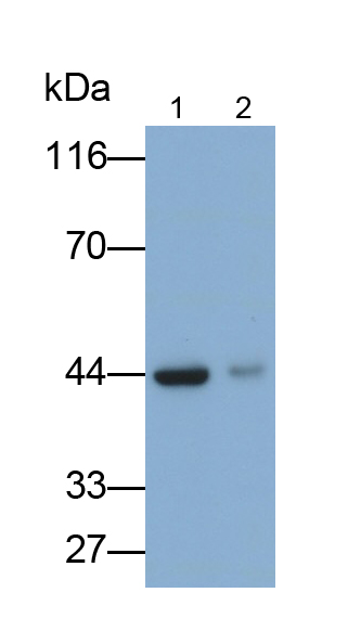 Von Willebrand Factor (vWF) Rat Monoclonal Antibody