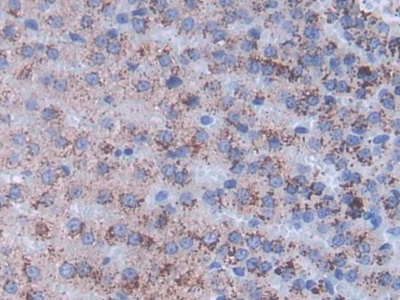 Inhibin Beta A (INHbA) Rat Monoclonal Antibody