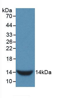 Gonadotropin Releasing Hormone (GnRH) Rat Monoclonal Antibody
