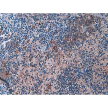 Resistin (RETN) Mouse Monoclonal Antibody