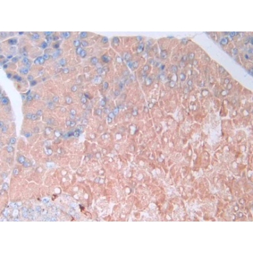 Resistin (RETN) Mouse Monoclonal Antibody