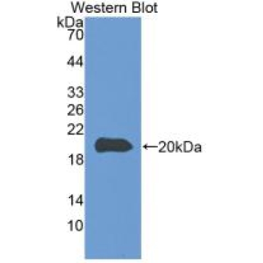 Caspase 8 (CASP8) Bovine (Cattle) Monoclonal Antibody