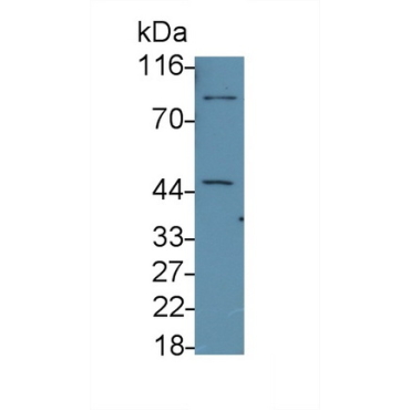 Caspase 8 (CASP8) Human Monoclonal Antibody