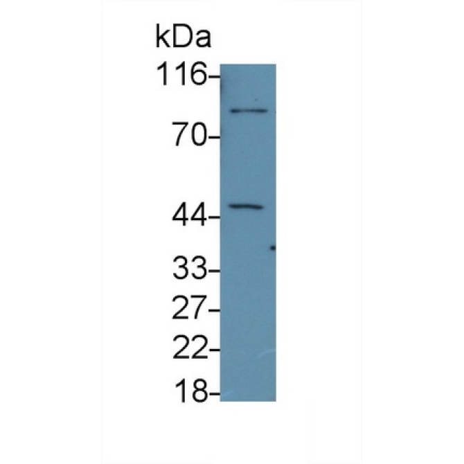 Caspase 8 (CASP8) Human Monoclonal Antibody