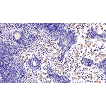 Caspase 8 (CASP8) Human Monoclonal Antibody