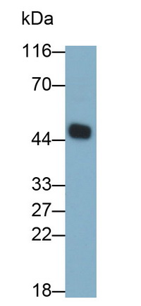 Caspase 8 (CASP8) Rat Monoclonal Antibody