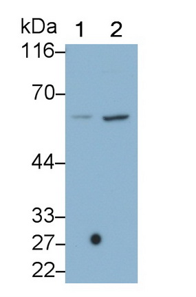 Caspase 8 (CASP8) Rat Monoclonal Antibody