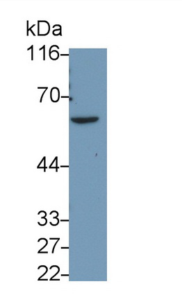 Caspase 8 (CASP8) Rat Monoclonal Antibody