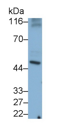 Caspase 8 (CASP8) Rat Monoclonal Antibody