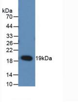 Receptor Activator Of Nuclear Factor Kappa B Ligand (RANkL) Rat Monoclonal Antibody
