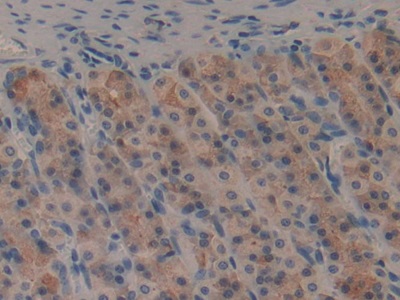 Gastric Inhibitory Polypeptide (GIP) Pan-species (General) Monoclonal Antibody