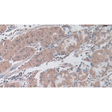 Gastric Inhibitory Polypeptide (GIP) Human, Mouse, Rat, Guinea Pig, Rhesus monkey (Simian), Canis familiaris; Canine (Dog), Pig, Bovine (Cattle) Monoclonal Antibody