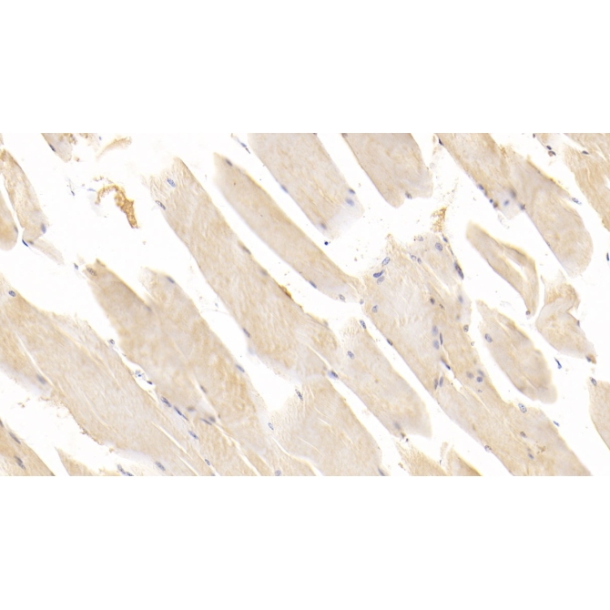 Renin (REN) Human Monoclonal Antibody
