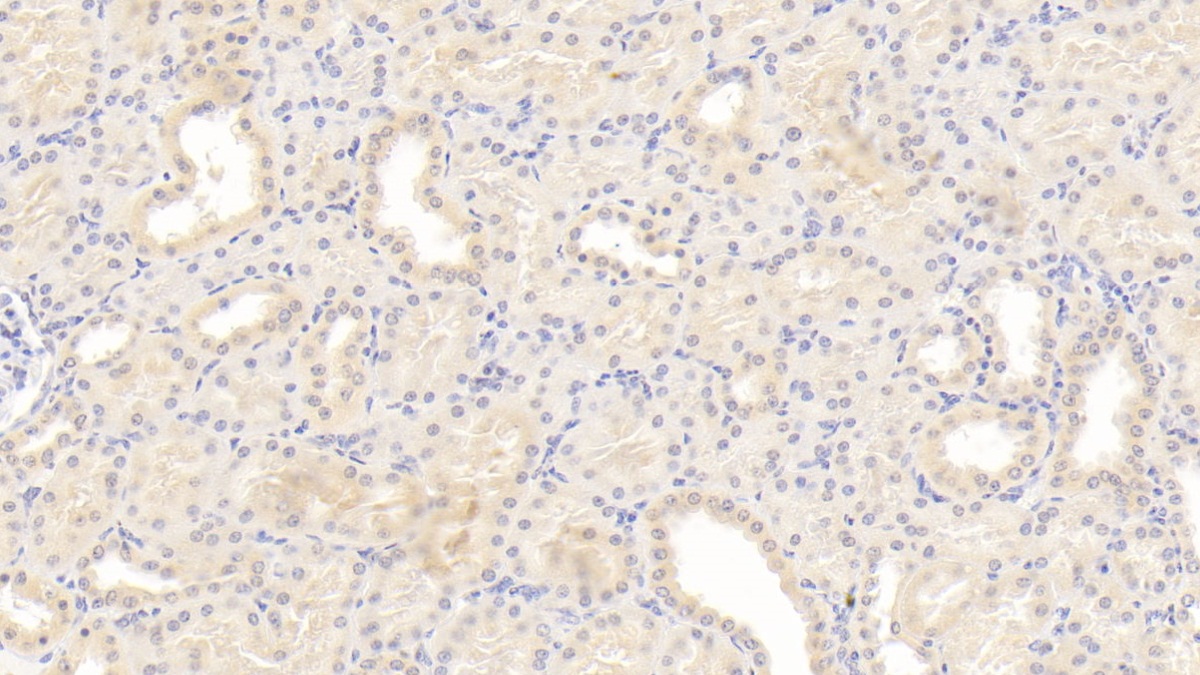 Osteopontin (OPN) Pig Monoclonal Antibody