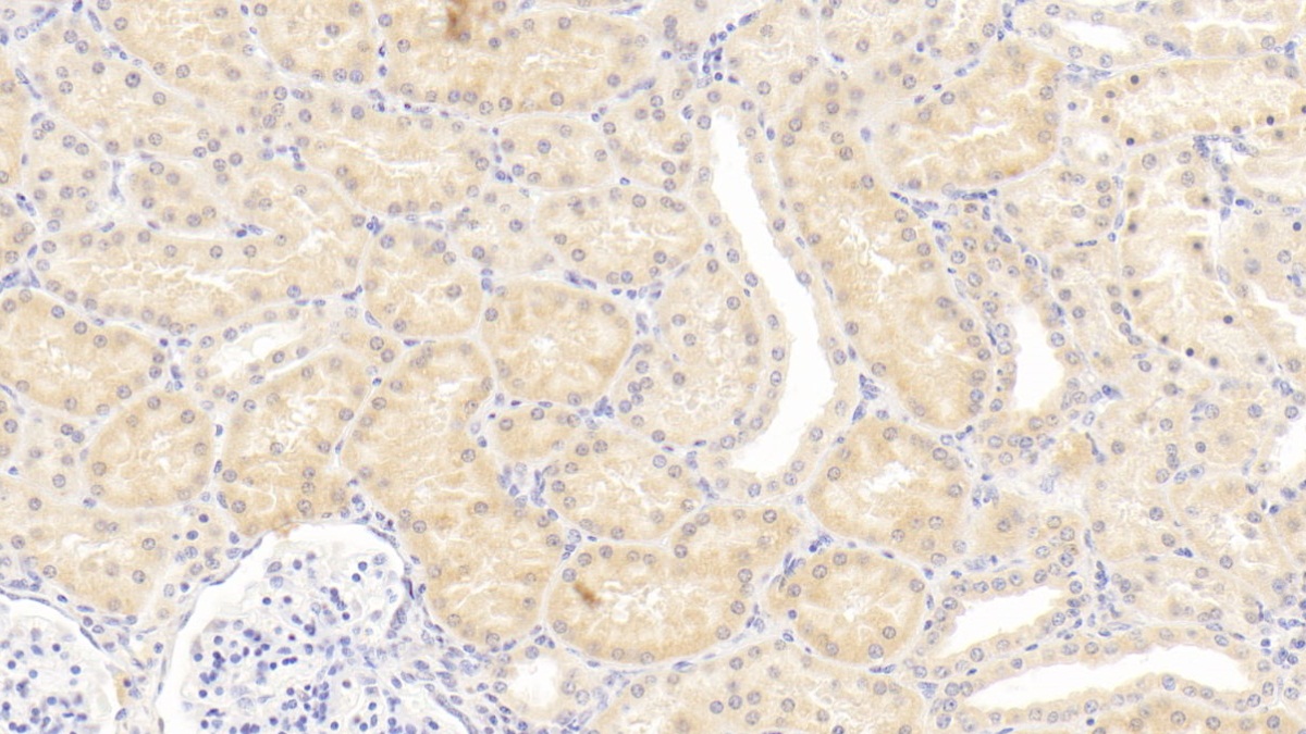 Osteopontin (OPN) Pig Monoclonal Antibody
