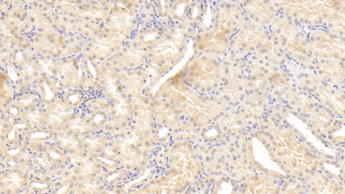 Osteopontin (OPN) Pig Monoclonal Antibody