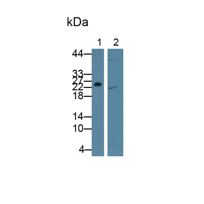 Retinol Binding Protein 4 (RBP4) Bovine (Cattle) Monoclonal Antibody
