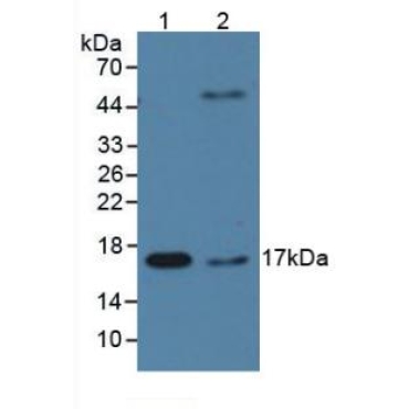 Cyclophilin A (CYPA) Human Monoclonal Antibody