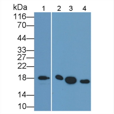 Cyclophilin A (CYPA) Mouse Monoclonal Antibody
