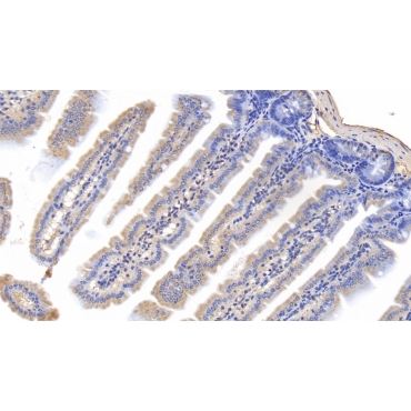 Cyclophilin A (CYPA) Mouse Monoclonal Antibody