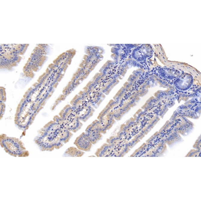 Cyclophilin A (CYPA) Mouse Monoclonal Antibody